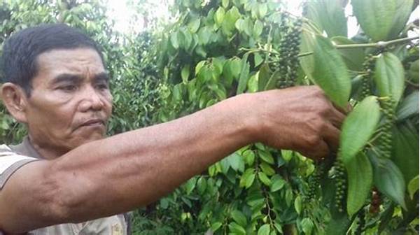 Petani Lada Babel Keluhkan Harga Anjlok, Pemerintah Siapkan Solusi