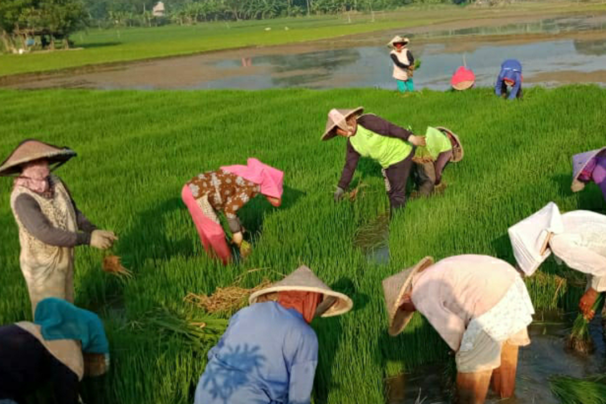 Petani