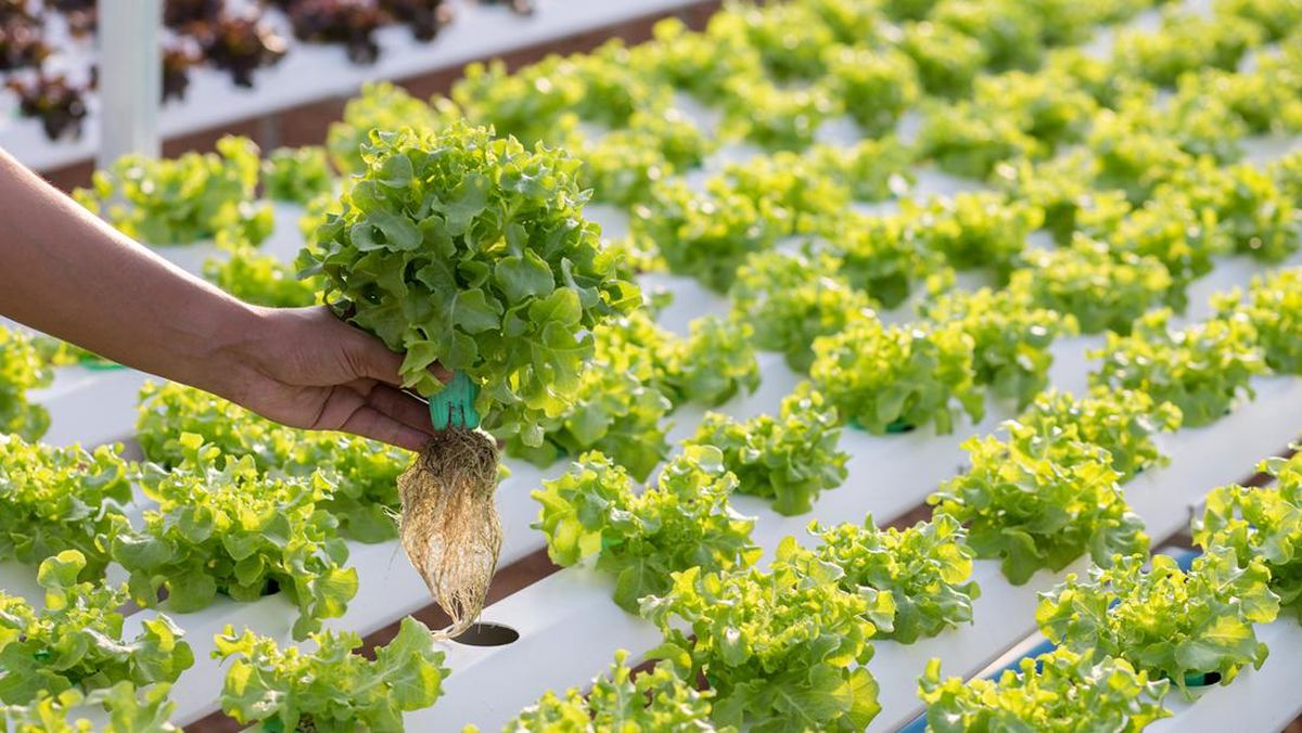 Pelatihan Hidroponik di Kelurahan Taman Bunga: Mendorong Kemandirian Pangan Keluarga Melalui Urban Farming